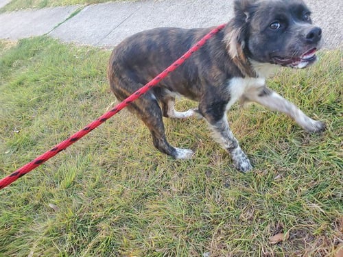 NALA - Australian Cattle Dog/Blue Heeler available for adoption