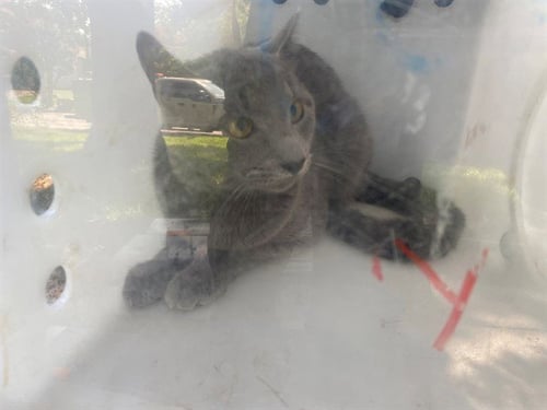ICE POP - Domestic Short Hair for adoption in Garland