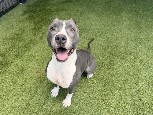 MOLLY - Pit Bull Terrier available for adoption