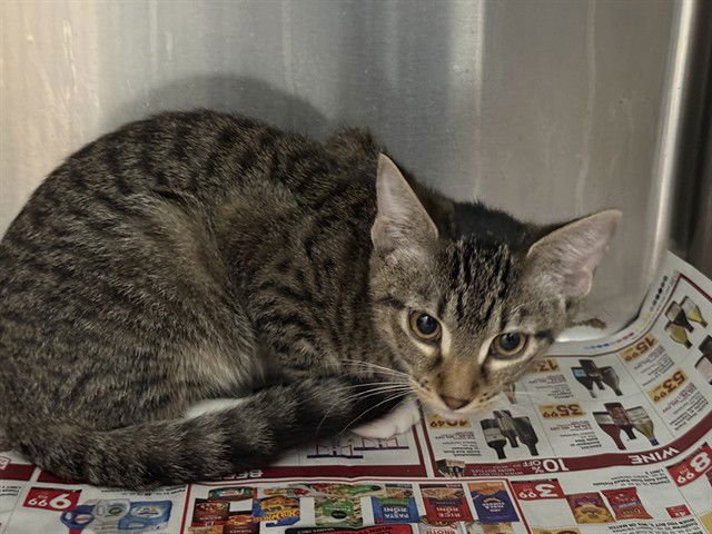 ROBIN BUCKLEY - Domestic Short Hair available for adoption