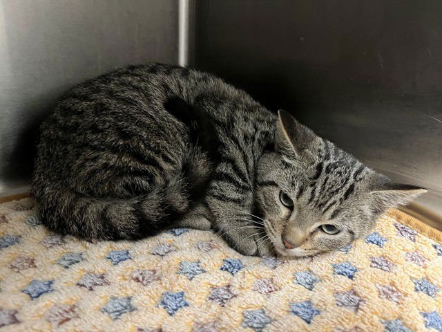 TWIZZLER - Domestic Short Hair available for adoption