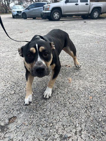 ROC CHASE - Staffordshire Bull Terrier available for adoption