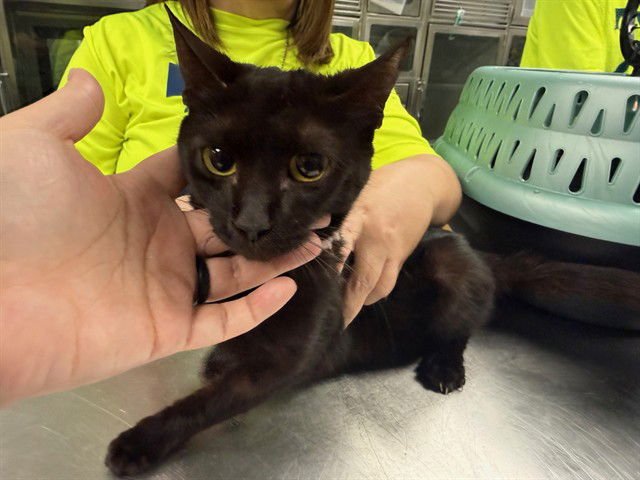 FIONA - Domestic Short Hair available for adoption