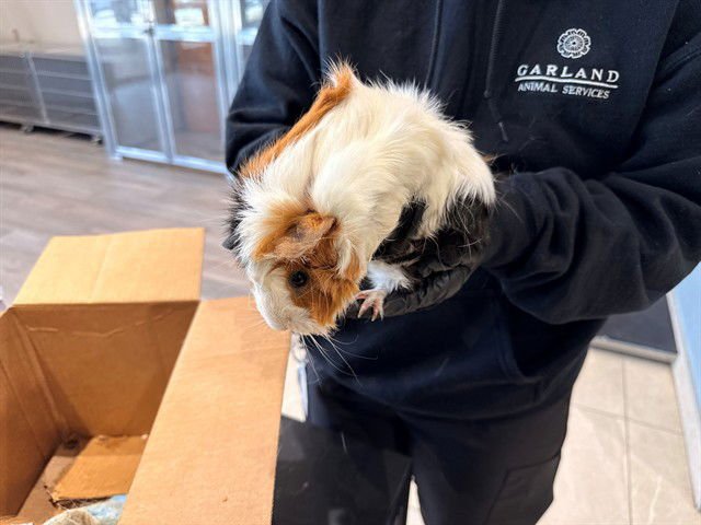 REGGIE - Guinea Pig available for adoption