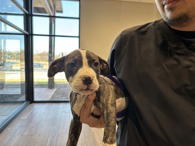 BRODY - Pit Bull Terrier available for adoption
