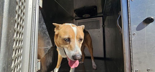 LEYLA - Australian Shepherd available for adoption