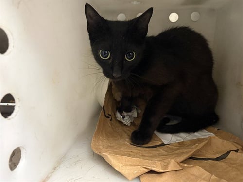 PEPPER - Domestic Short Hair for adoption in Garland