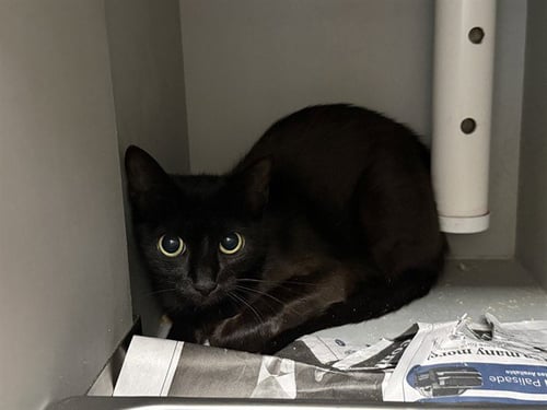 PEPPER - Domestic Short Hair for adoption in Garland