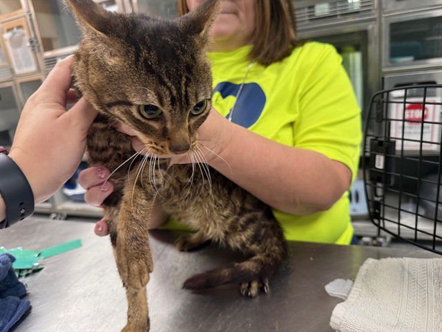 CHARLIE - Domestic Short Hair available for adoption