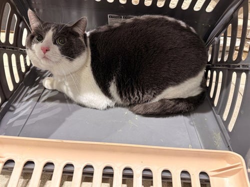PAPAS - Domestic Short Hair available for adoption