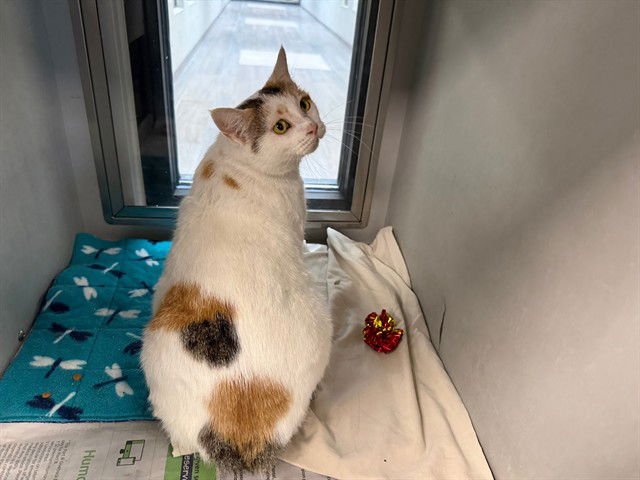 DAPHNE - Domestic Short Hair available for adoption