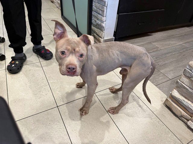 LA CHOY - Pit Bull Terrier available for adoption