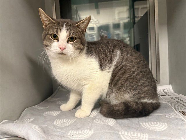 VINNY - Domestic Short Hair available for adoption