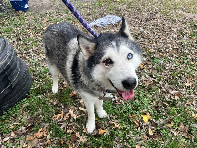 LUNA - Siberian Husky available for adoption