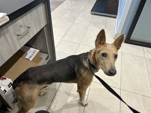 GOMITA - German Shepherd Dog available for adoption