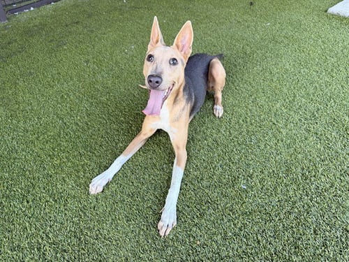 GOMITA - German Shepherd Dog for adoption in Garland