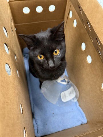 POOKIE - Domestic Short Hair available for adoption