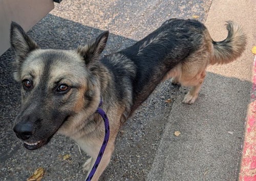 BAYBE - German Shepherd Dog available for adoption