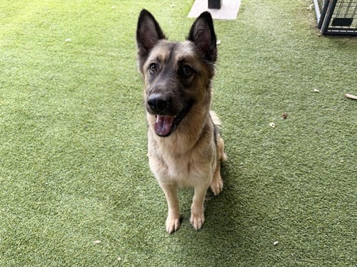 BAYBE - German Shepherd Dog available for adoption