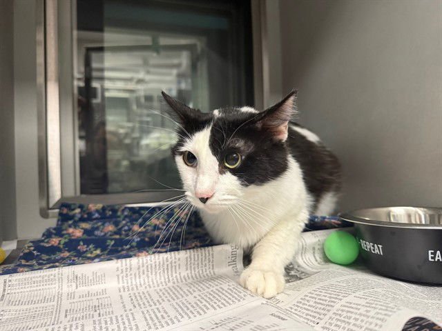 TIM TOM - Domestic Short Hair available for adoption