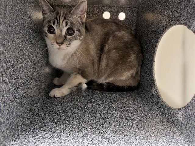 BB - Domestic Short Hair available for adoption