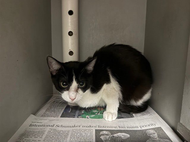 THELMA - Domestic Short Hair available for adoption