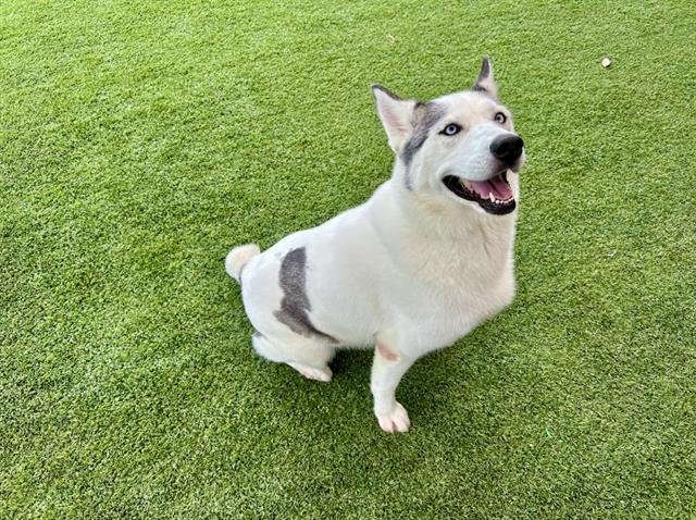 ZYNA - Siberian Husky available for adoption