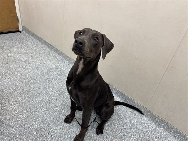 JENNIKA - Doberman Pinscher / Weimaraner available for adoption