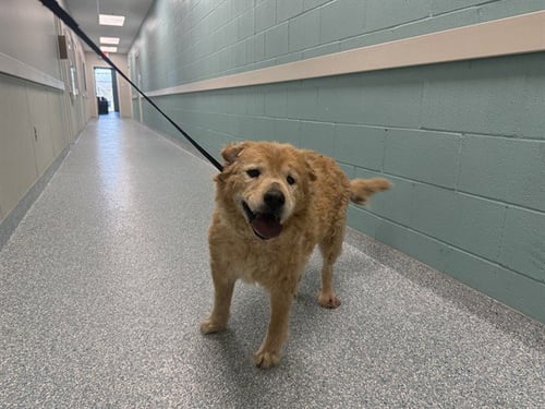 SOPHIE - Chow Chow available for adoption