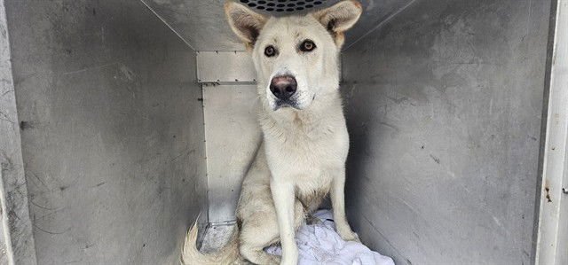 WEIB - Great Pyrenees available for adoption