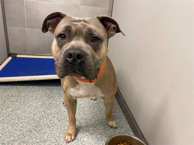 MANNY - Pit Bull Terrier available for adoption