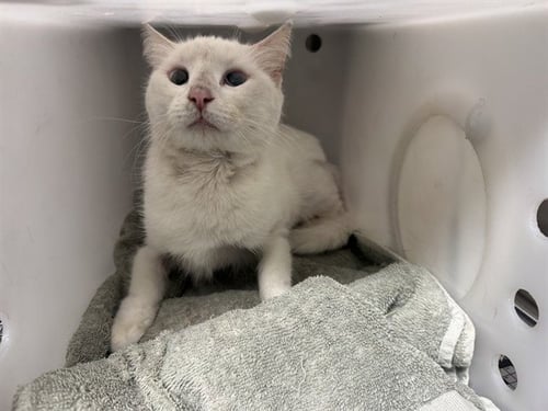 LYDIA - Domestic Long Hair for adoption in Garland