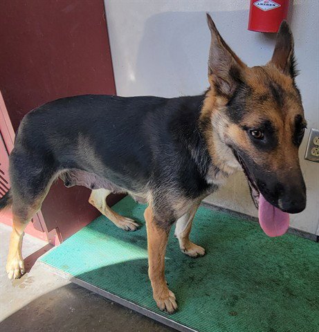 SKY - German Shepherd Dog available for adoption