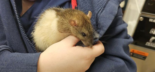 MOOSE - Rat available for adoption