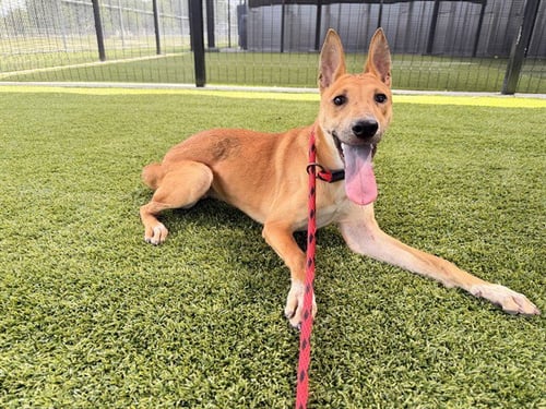 ESTRELLA - Labrador Retriever available for adoption