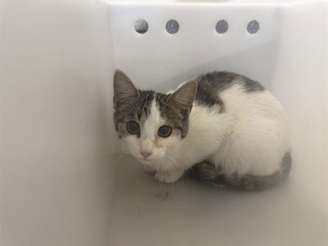 MICHAEL - Domestic Short Hair available for adoption