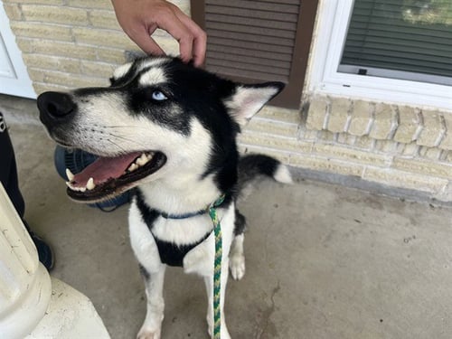 NALU - Husky available for adoption