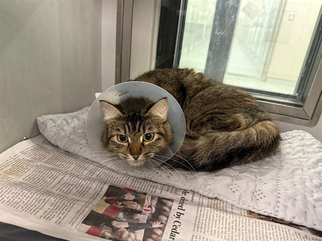 LARK - Domestic Medium Hair available for adoption