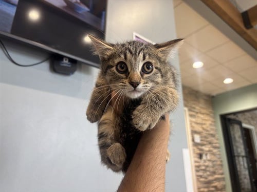 LARP - Domestic Short Hair available for adoption