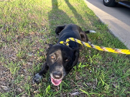 BEAU - Australian Cattle Dog/Blue Heeler available for adoption
