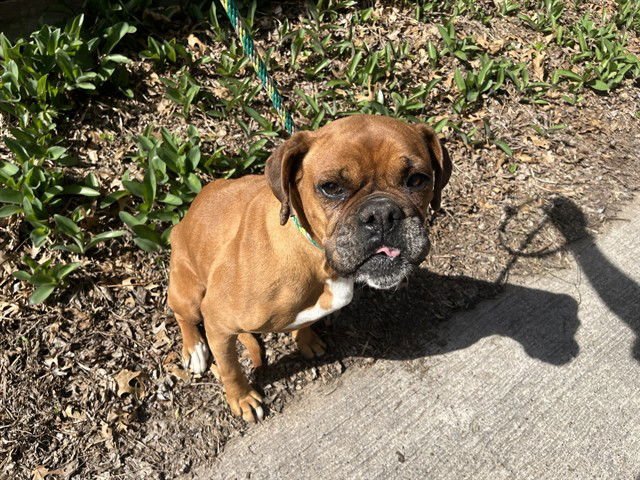 KELLY - Boxer available for adoption