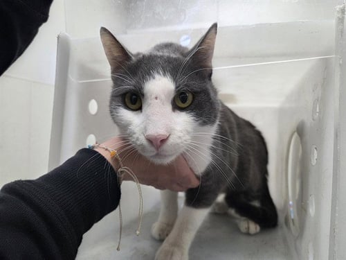 MR. SEAL - Domestic Short Hair for adoption in Garland
