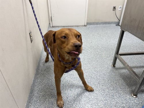 RUSTY - Labrador Retriever / Pit Bull Terrier available for adoption