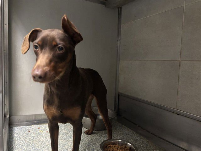 MOCHA - Miniature Pinscher available for adoption