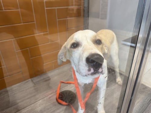 BUTTON - Labrador Retriever available for adoption