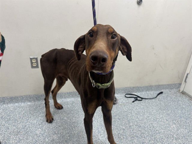 SCAR - Doberman Pinscher available for adoption