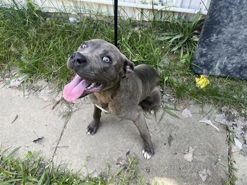 SPARKY - Pit Bull Terrier available for adoption