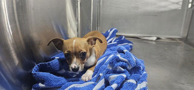 LUCKY - Chihuahua available for adoption