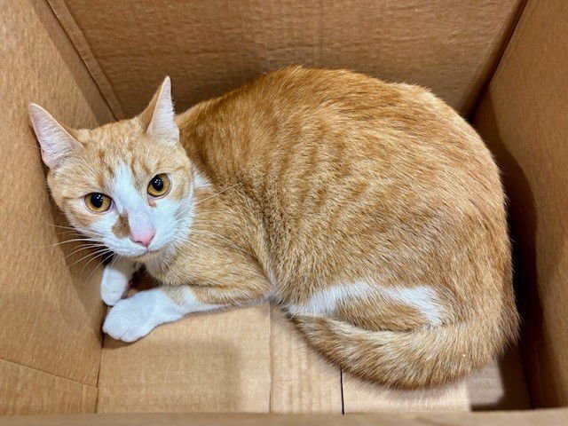 KEROPPI - Domestic Short Hair available for adoption