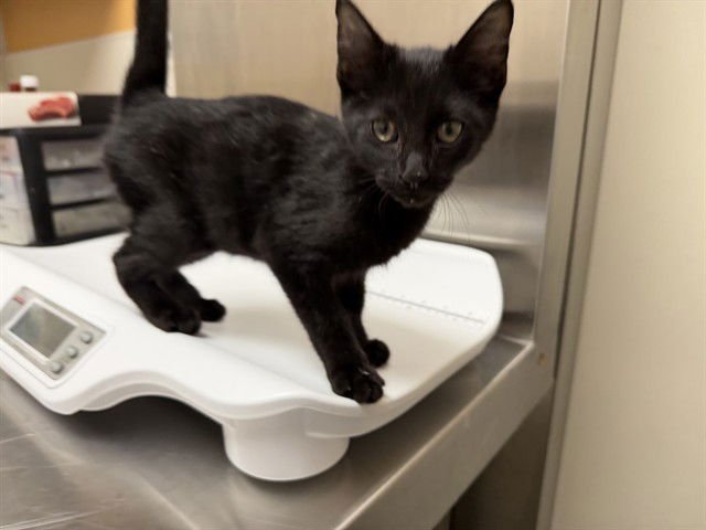 NOTTE - Domestic Short Hair available for adoption